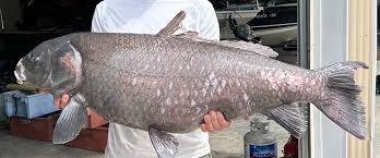 Image result for Ictiobus niger