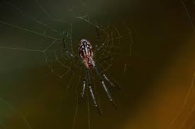 Attēlu rezultāti vaicājumam “Dianema nivale macro”