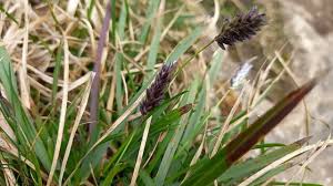 Attēlu rezultāti vaicājumam “Sesleria caerulea fruit”