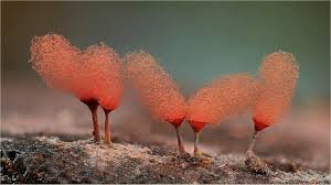 Attēlu rezultāti vaicājumam “Arcyria incarnata”