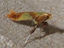 Attēlu rezultāti vaicājumam “Caloptilia alchimiella”