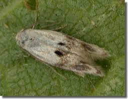 Attēlu rezultāti vaicājumam “Cephaloziella elachista macro”