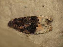 Attēlu rezultāti vaicājumam “Apotomis betuletana”