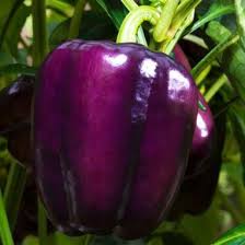 Afbeeldingsresultaat voor purple beauty sweet pepper