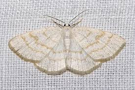 Attēlu rezultāti vaicājumam “Cabera exanthemata female”