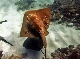 Image result for Megatrygon microps