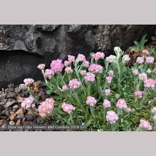 Attēlu rezultāti vaicājumam “Antennaria dioica”