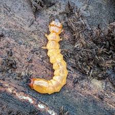 Attēlu rezultāti vaicājumam “Pyrochroidae larva”