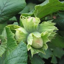 Attēlu rezultāti vaicājumam “Corylus avellana fruit”