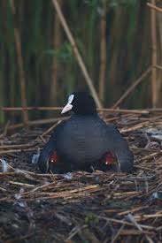 Attēlu rezultāti vaicājumam “Fulica atra”