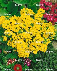 Image result for Calceolaria integrifolia
