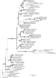 Attēlu rezultāti vaicājumam “Pogonatum dentatum”