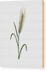 Attēlu rezultāti vaicājumam “Hordeum vulgare”