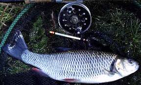 Image result for Weymouth Angling Society