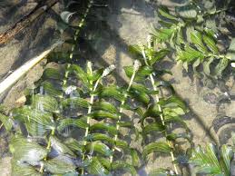 Attēlu rezultāti vaicājumam “Potamogeton perfoliatus leaf”