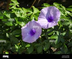 Image result for Ipomoea Lavender