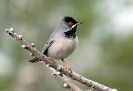 Image result for Sylvia rueppelli