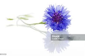 Attēlu rezultāti vaicājumam “Cyanus segetum”