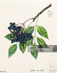 Attēlu rezultāti vaicājumam “Adoxaceae”