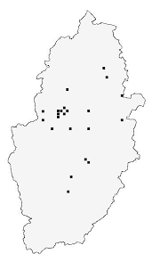 Attēlu rezultāti vaicājumam “Calodromius spilotus”