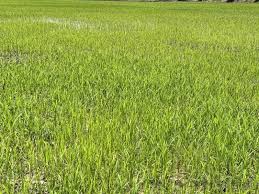 Image result for 春粒