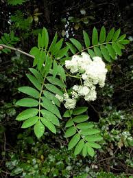 Attēlu rezultāti vaicājumam “Sorbus aucuparia leaf”