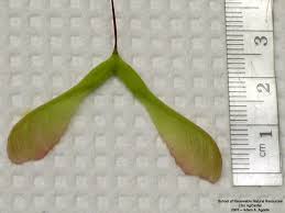 Attēlu rezultāti vaicājumam “Acer negundo fruit”