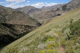Attēlu rezultāti vaicājumam “Batrachium circinatum flower”
