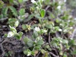 Attēlu rezultāti vaicājumam “Cerastium semidecandrum leaf”