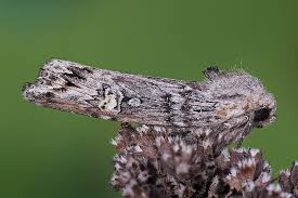 Attēlu rezultāti vaicājumam “Lithomoia solidaginis”