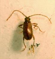 Attēlu rezultāti vaicājumam “Ptinus sp. female”