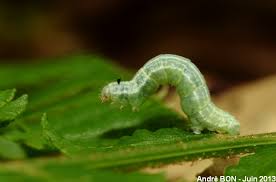 Attēlu rezultāti vaicājumam “Operophtera”