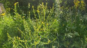 Attēlu rezultāti vaicājumam “Bunias orientalis flower”