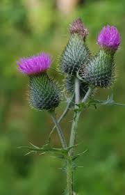 Attēlu rezultāti vaicājumam “Cirsium vulgare”