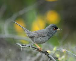 Image result for Sylvia sarda