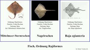 Image result for Dipturus laevis