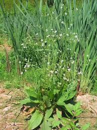Attēlu rezultāti vaicājumam “Alisma plantago-aquatica”