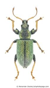 Attēlu rezultāti vaicājumam “Phyllobius”
