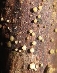 Attēlu rezultāti vaicājumam “Hymenoscyphus fructigenus var. coryli”