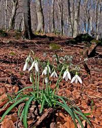 Attēlu rezultāti vaicājumam “Galanthus nivalis bud”