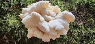 Attēlu rezultāti vaicājumam “Sarcodontia crocea”