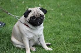 Image result for Hundhill Hall Cc