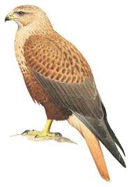 Attēlu rezultāti vaicājumam “Buteo buteo adult”