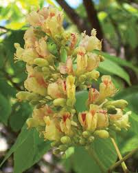 Attēlu rezultāti vaicājumam “Aesculus flava bud”