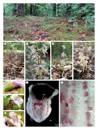 Attēlu rezultāti vaicājumam “Epipogium aphyllum flower”