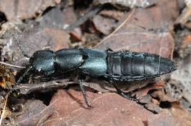 Billedresultat for rovbille