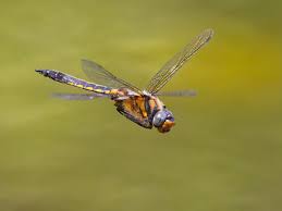 Attēlu rezultāti vaicājumam “Epitheca bimaculata”