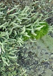 Attēlu rezultāti vaicājumam “Cladonia coniocraea”