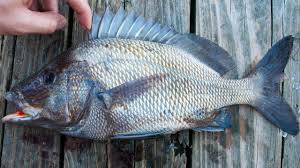 Image result for Haemulon plumierii