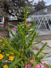 Attēlu rezultāti vaicājumam “Rumex maritimus leaf”